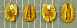 'Jenkins' nuts showing poor fill and fuzz.