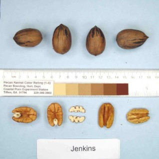Jenkins cultivar