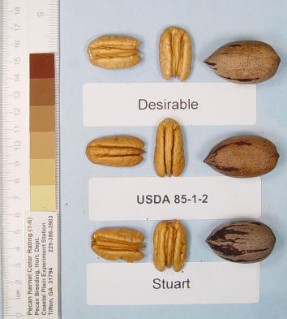Mandan cultivar. *Note, USDA 85-1-2 is the testing number of 'Mandan'.