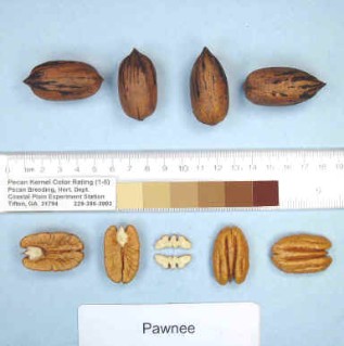 Pawnee cultivar