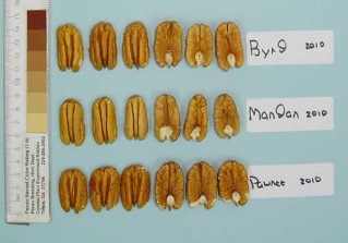 Comparison of the nut crop of the early cultivars ‘Byrd’, ‘Mandan’, and ‘Pawnee’ in 2010.