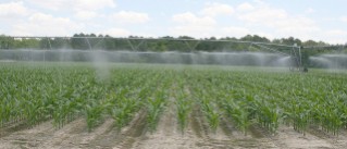 Irrigation on corn on the UGA Tifton Campus.