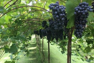 grapes-vineyard.jpeg