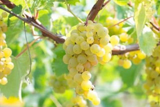 wine-grapes.jpeg