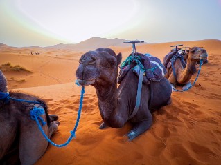 caravan-of-camels