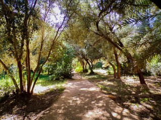 morocco-wooded-path