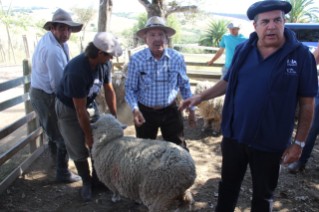 bruno-sheep-uruguay
